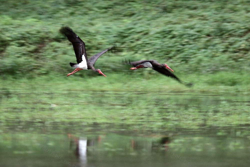 黑鹳 