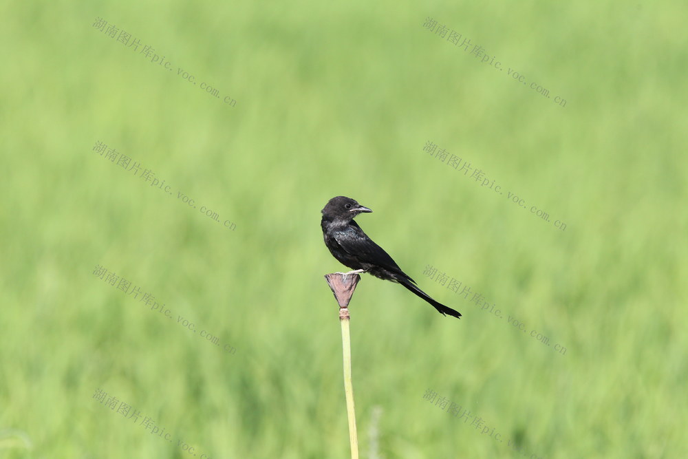 鸟 黑卷尾