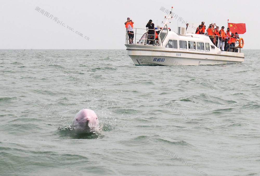 广西  钦州   三娘湾海域  中华白海豚   快艇 