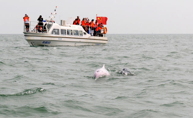广西  钦州   三娘湾海域  中华白海豚   快艇 