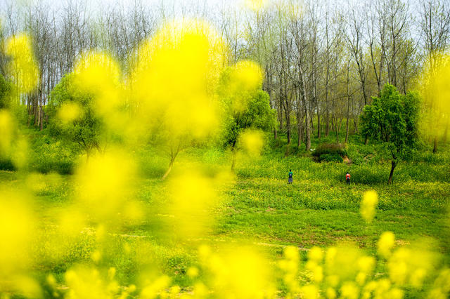 植物 草地 花 油菜花田 湖