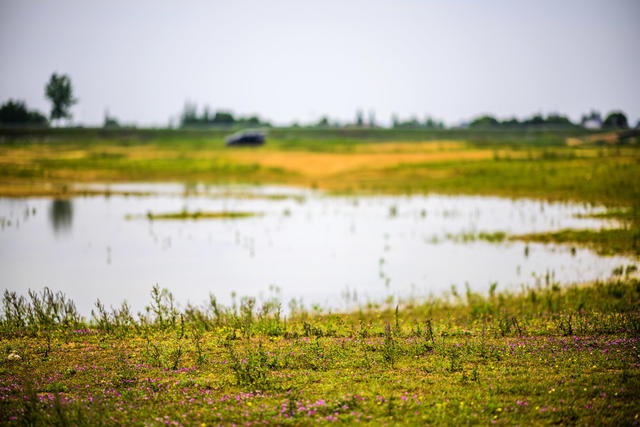 草地 天空 户外 湖 植物 沙滩