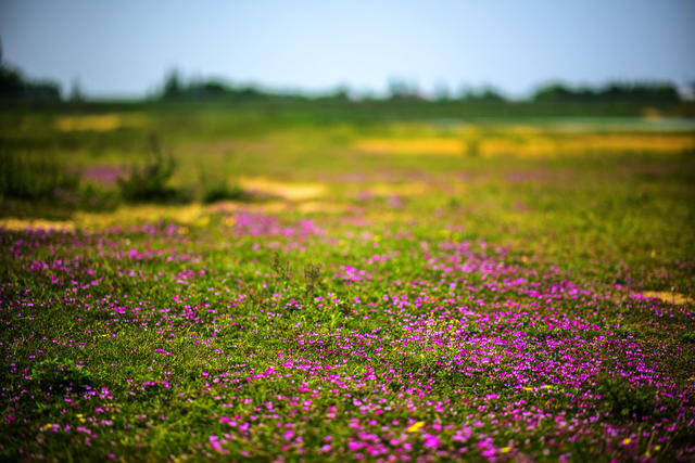 草地 天空 户外 湖 植物 沙滩