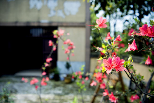 花 花盆 栅栏 庭院 户外 石头墙 建筑 街道 杂货店 植物