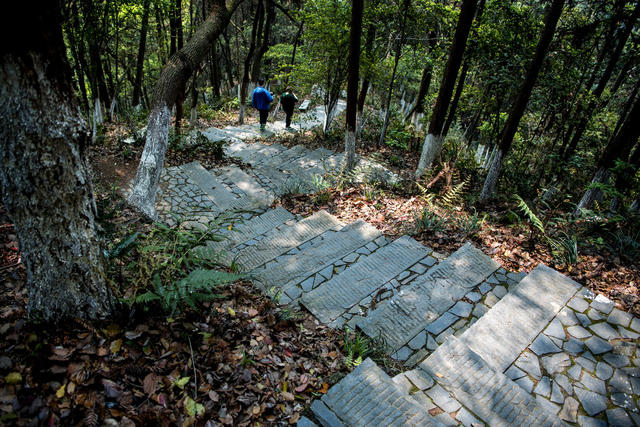 花 花盆 栅栏 庭院 户外 石头墙 建筑 街道 杂货店 植物