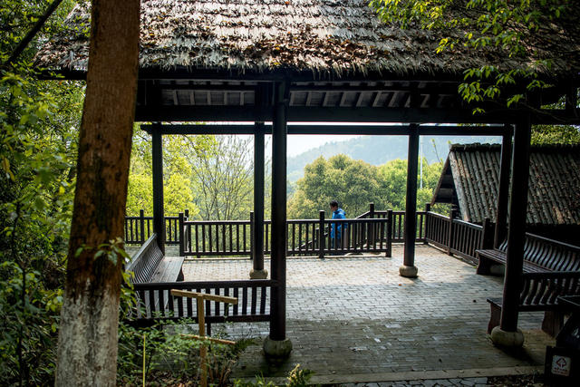 花 花盆 栅栏 庭院 户外 石头墙 建筑 街道 杂货店 植物