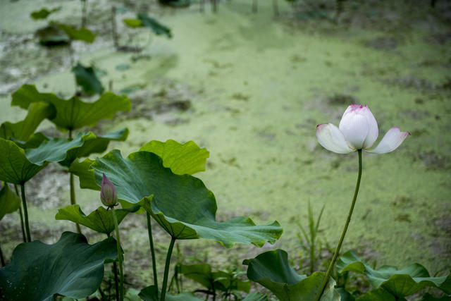 田地 花 草地 鸟 植物 美女 户外