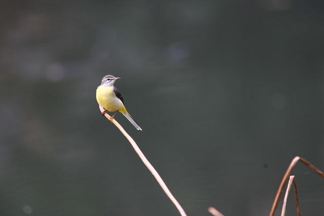 鸟