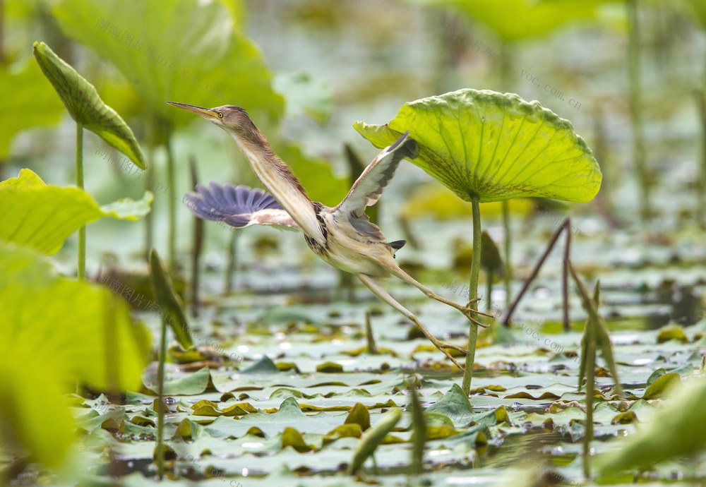 黄苇鳽