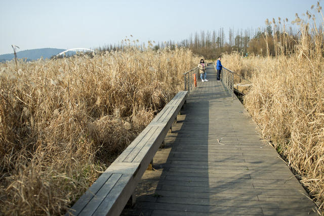 草地 植物 栅栏 防波堤 户外 天空 田地 干草 吊桥
