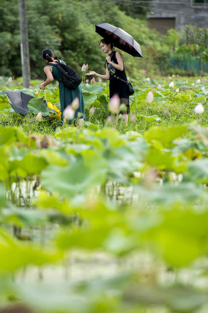 田地 花 草地 鸟 植物 美女 户外