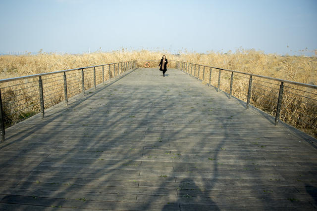 草地 植物 栅栏 防波堤 户外 天空 田地 干草 吊桥