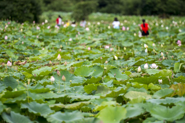 田地 花 草地 鸟 植物 美女 户外