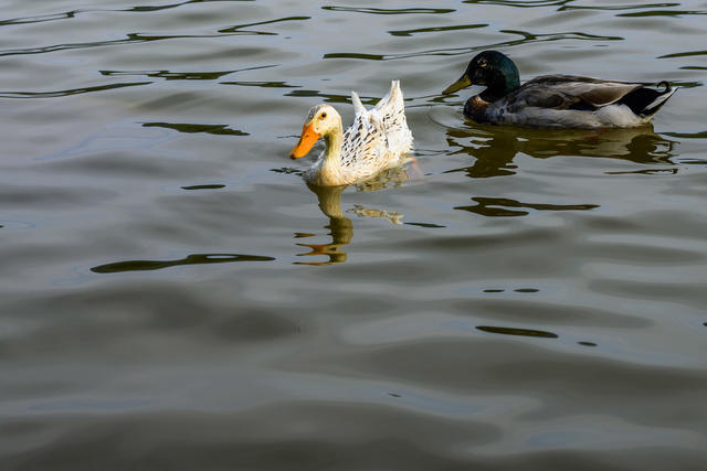公鸭子  动物 湖 防波堤