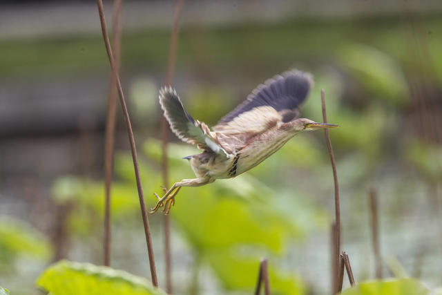 黄苇鳽