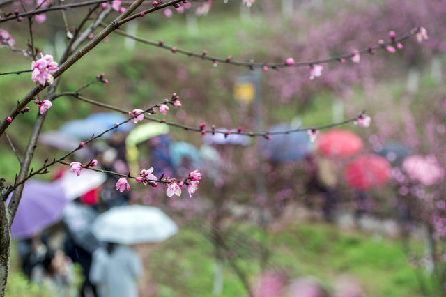 雨伞 美女 花 小河 户外
