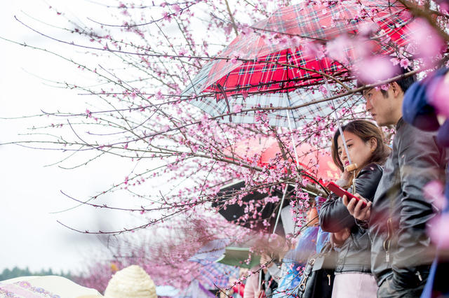 雨伞 美女 花 小河 户外
