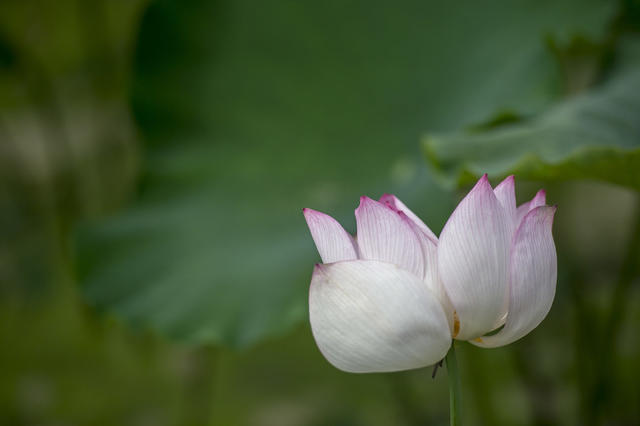 田地 花 草地 鸟 植物 美女 户外