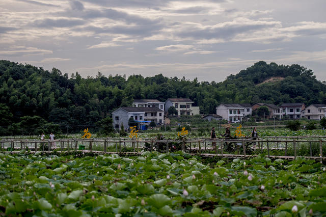 田地 花 草地 鸟 植物 美女 户外