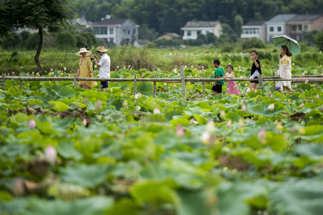田地 花 草地 鸟 植物 美女 户外
