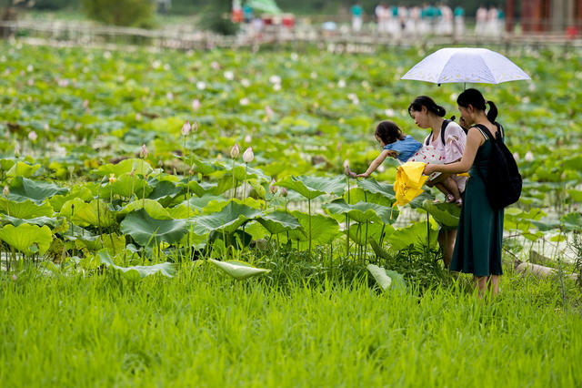 田地 花 草地 鸟 植物 美女 户外