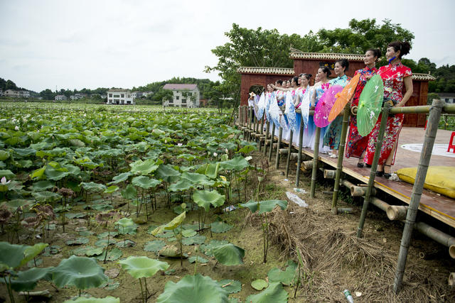田地 花 草地 鸟 植物 美女 户外