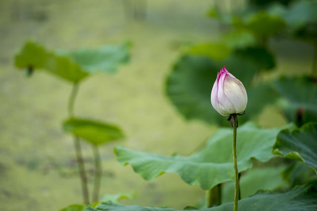 田地 花 草地 鸟 植物 美女 户外