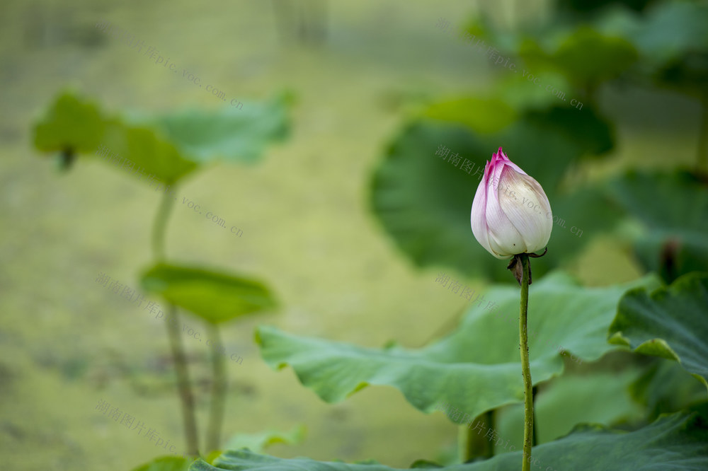 田地 花 草地 鸟 植物 美女 户外