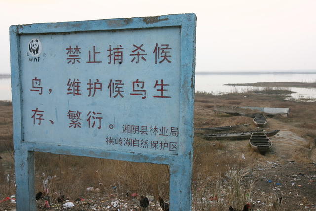 鸟