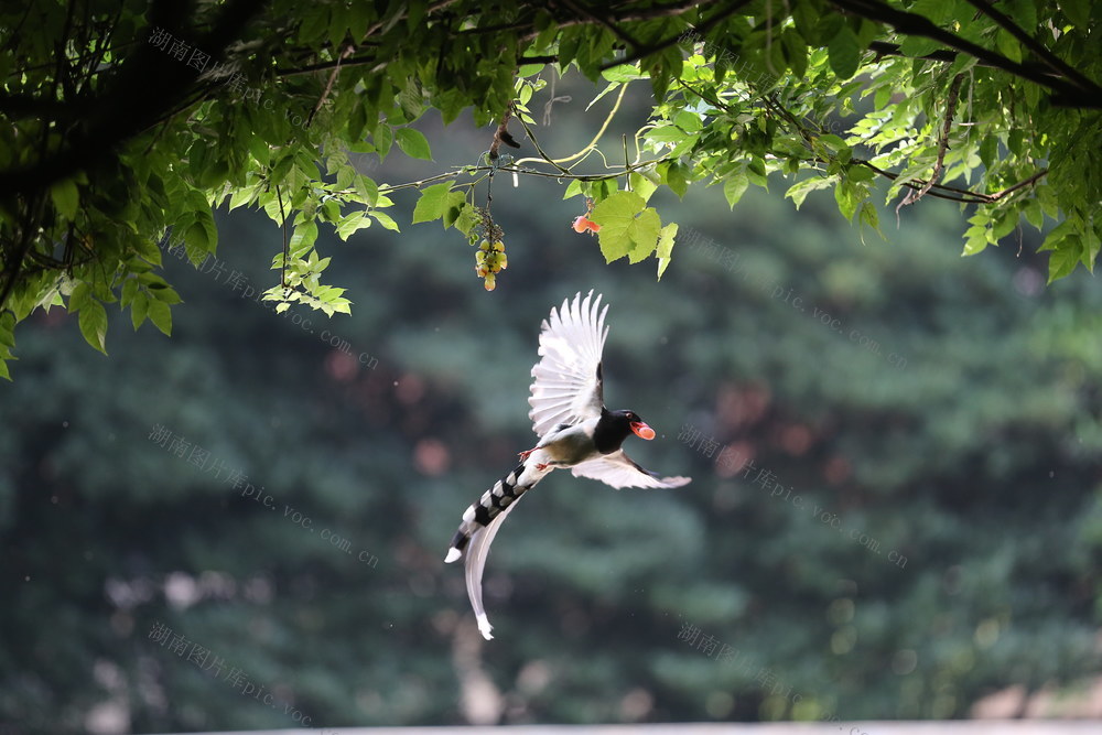 鸟