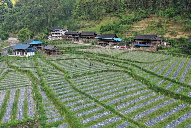 田地  城步苗族自治县  汀坪乡  龙塘村  百香果  基地