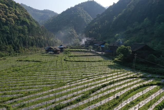 田地  城步苗族自治县  汀坪乡  龙塘村  百香果  基地