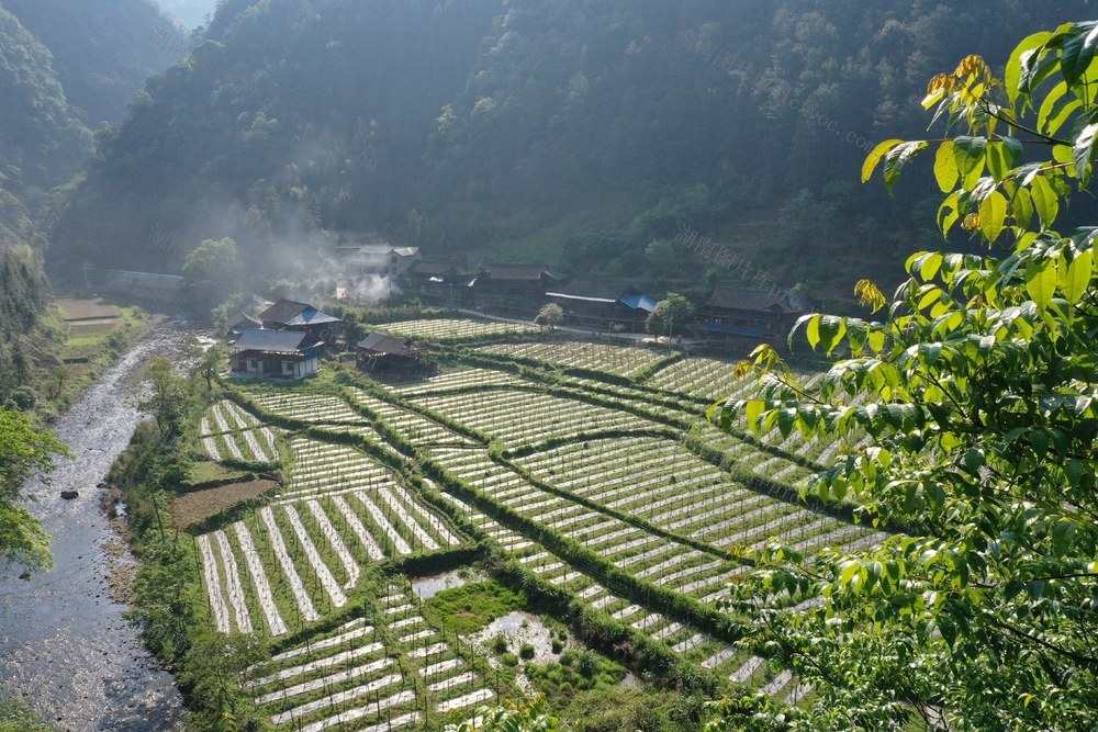 田地  城步苗族自治县  汀坪乡  龙塘村  百香果  基地