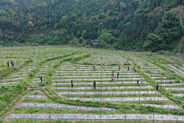 田地  城步苗族自治县  汀坪乡  龙塘村  百香果  基地