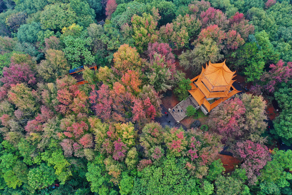 省森林植物园  公园  冬景