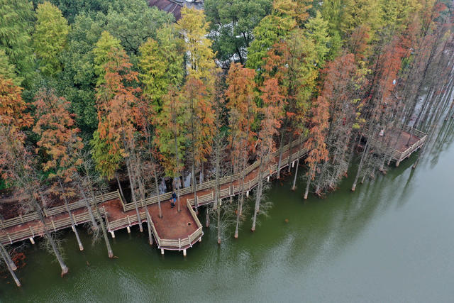 省森林植物园  公园  冬景
