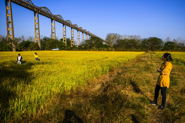 栅栏 楼梯扶手 郊外高架桥 天空 田地