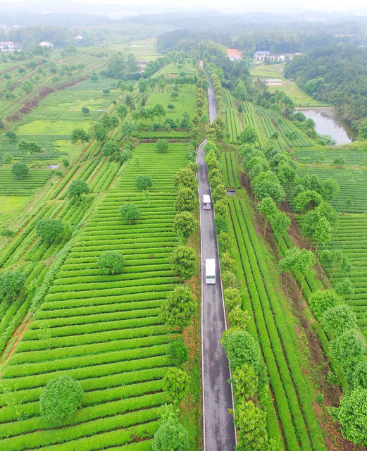 农村路  乡村公路  四好农村路  长沙