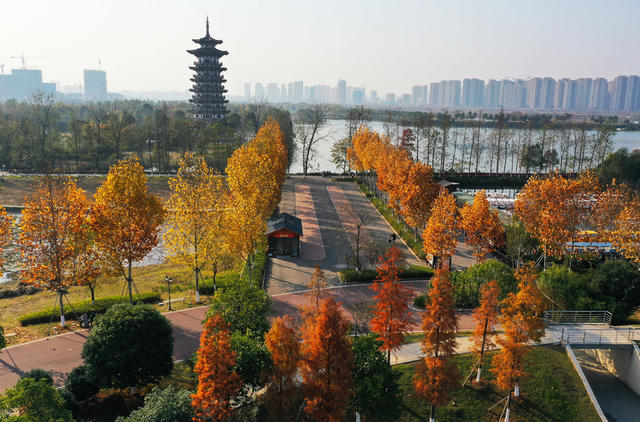 洋湖国家湿地公园  梧桐  湿地  公园