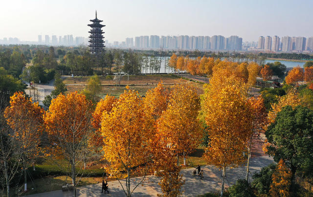 洋湖国家湿地公园  梧桐  湿地  公园