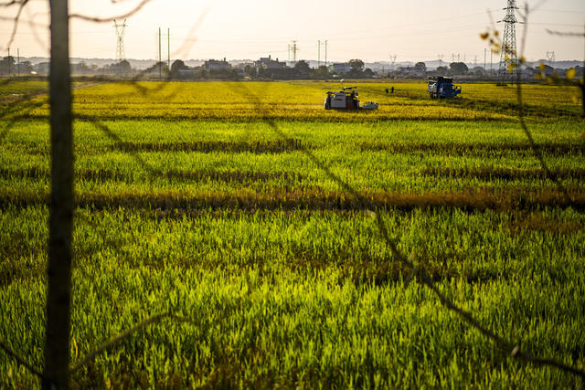 小河 田地 树林 草地 防波堤 植物