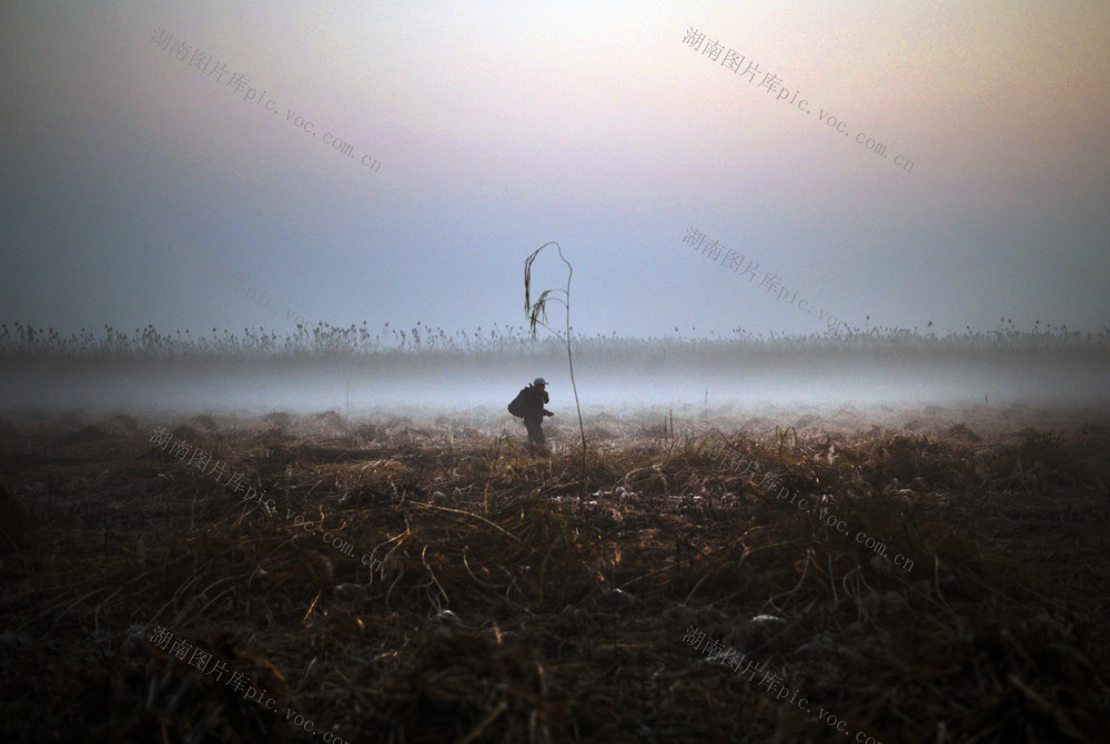  Reed cutter by Dongting Lake