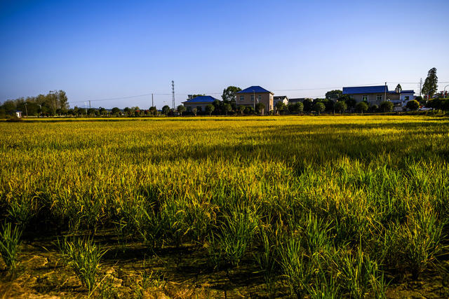 小河 田地 树林 草地 防波堤 植物