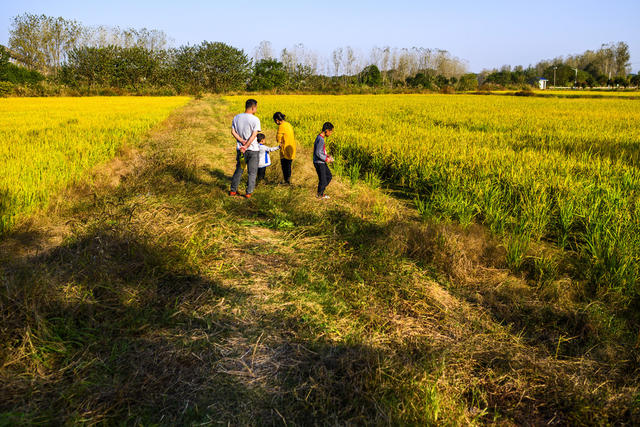 小河 田地 树林 草地 防波堤 植物