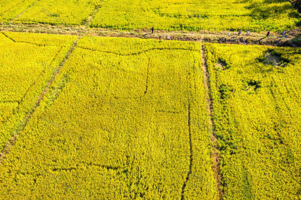 小河 田地 树林 草地 防波堤 植物