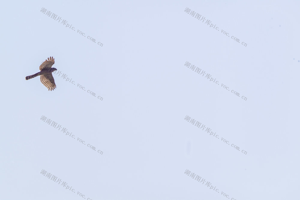 鸟