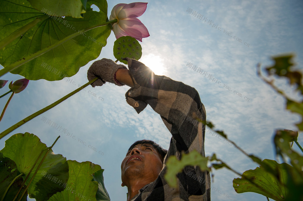  Lotus picking in summer, lotus seeds, lotus flowers, scorching sun, Xianglian Lianpeng, Xiangxiang Township 