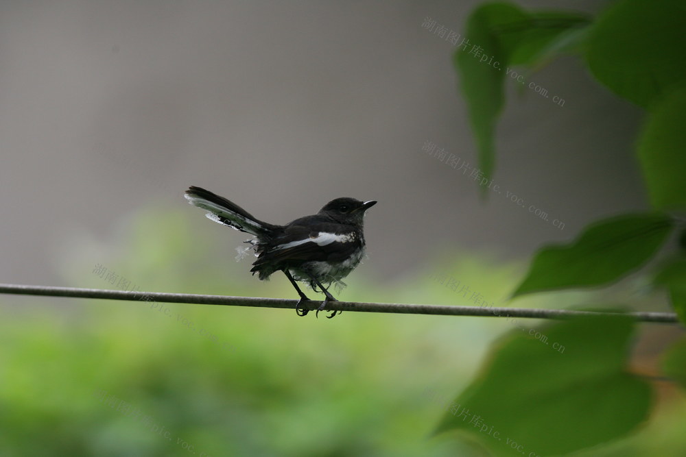 鸟