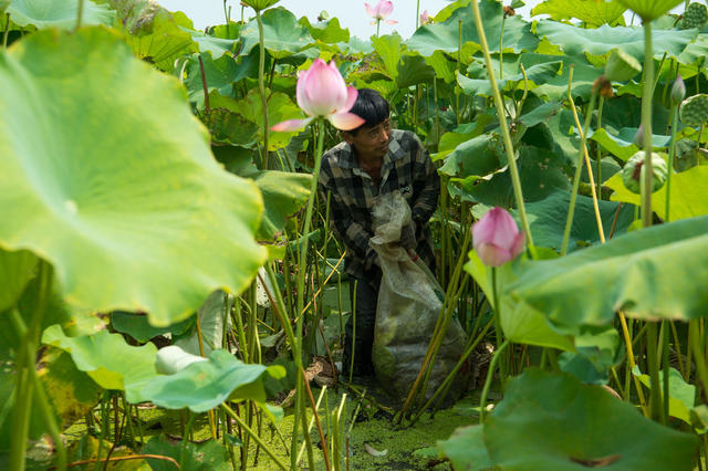 采莲 夏日  莲子 莲花  烈日   湘莲  莲蓬  湘乡 
