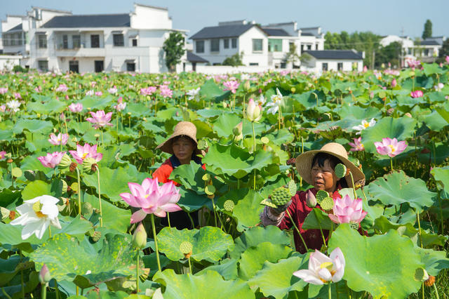 采莲 夏日  莲子 莲花  烈日   湘莲  莲蓬  湘乡 